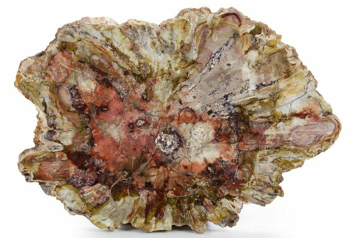 Colorful Petrified Wood Slab - Weird Grain Patterns #361327